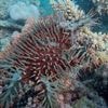 Great Barrier Reef records largest annual coral loss in 39 years