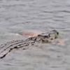 Terrifying moment crocodile drags grandfather to his death in its jaws before brave villagers charge the beast armed with sticks to free victim
