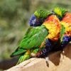 Voyage au cœur du parc animalier du Cerza