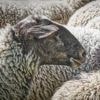 NVWA en politie grijpen in bij illegale slachterijen rond start offerfeest