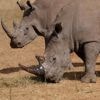 Poachers have killed over 100 rhinos in South Africa this year