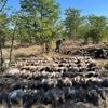 123 tote Vögel: Wilderer vergiften massenhaft Geier