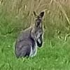 Moment runaway wallaby is spotted bouncing around the English countryside