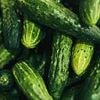 Urgent nationwide recall for cucumbers that could KILL or trigger severe infections