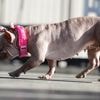 KIJK. Petunia verkozen tot lelijkste hond ter wereld: “Knuffelaar van wereldklasse”