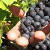 Champagner: Prozess um „Weinlese der Schande“ startet in Frankreich