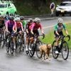 Hond steelt show in Ronde van Colombia door mee te rennen op zware slotklim