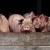 La Chine va imposer des droits de douane provisoires sur les porcs en provenance de l'Union européenne