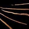 Jagdwaffen der Neandertaler: Wie alt sind die Schöninger Speere?