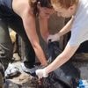 Plus d'une dizaine de cadavres de chiens découverts dans une maison par la SPA dans le Doubs