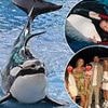 How SeaWorld's reputation fell out of fashion - as Peter Andre faces furious backlash for visiting the once iconic aquatic theme park