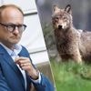 Minister Weyts stelt huidige bescherming van wolf in Vlaanderen in vraag: “Tot waar mag de tol van het beschermd statuut reiken?”
