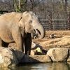 Innovative Tuberkulose-Therapie: Elefanten im pakistanischen Zoo müssen täglich 400 Pillen einnehmen
