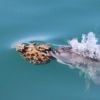 Some Australian dolphins use sponges to hunt fish, but it's harder than it looks