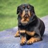 Rottweiler doodt 9-jarig Frans kind dat alleen thuis was