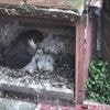 Filmés en direct, ces bébés faucons qui nichent sur la cathédrale d’Albi sont des stars sur internet