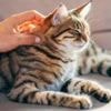 Cats distinguish owner's smell from stranger's, study finds