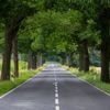 Allee bei Marquardt: 140 Bäume und 1300 Sträucher gepflanzt