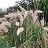 J’ai une plante exotique envahissante dans mon jardin, que faire ?