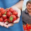 “De kleur zegt niet altijd iets over de smaak”: aardbeiteler verklapt hoe je je aardbeien zo lang mogelijk vers houdt