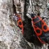 Verzichten Sie auf Gift: Diese Insekten sind ein Segen für den Garten