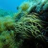 As the UN Ocean Conference opens in France, a push to turn promises into protection