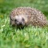 Stadt Potsdam appelliert an Gartenbesitzer: Nachts keine Mähroboter einsetzen