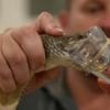 The poison paradox: How Australia's deadliest animals save lives