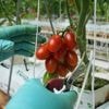 Here's how a major Mexican tomato exporter is affected by Trump's 17% tariff