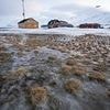 The Arctic is turning GREEN thanks to climate change: Shocking photos snapped in winter reveal widespread snowmelt and blooming vegetation