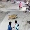 Watch: Moment pet lion pounces on woman in street