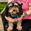 The vet misdiagnosed my dog and made us spend £2,500 on pointless treatments before recommending he was put down - all he needed was rest