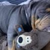 Animal cruelty reports rise by a third in a year