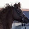 I gave my daughter's pony to a zoo to be fed to lions - I have no regrets
