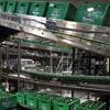 Évacuation d’une usine Heineken à Mons-en-Barœul après une fuite d’ammoniac