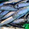 Ernährung und Umwelt: Globales Verbot der schädlichsten Fischereisubventionen