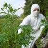 Allergiker aufgepasst: Gefahr durch Ambrosia wächst