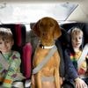 Met de hond naar een pretpark of festival? Het kan: 4 bijzondere uitstappen met je viervoeter