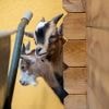 Gespräche und Begegnungen: Tiere sorgen im Seniorenheim für Glücksmomente