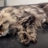 Fake medicine almost killed my cat - here's how to keep your pet safe