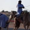 Dubaï : dans les coulisses de la tradition millénaire des courses de dromadaires, véritable passion de l'émirat