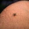 Chikungunya : un cas autochtone identifié pour la première fois dans la région Grand Est