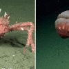 KIJK. Onderwaterrobot onderzoekt diepzee en wordt kijkcijferkanon op YouTube: “50.000 mensen kijken in realtime mee”