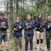 À Legendia parc, le loup était en fait une louve… et donne naissance à six petits