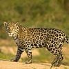 I stayed in Brazil's Pantanal, where you can see the world's biggest jaguars and largest flying parrots
