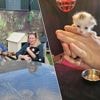 Kattenasiel Little Jungle in Olen vangt kittens uit vuilniswagen op: “We verloren al duizenden euro’s door boetes, maar elk dier telt”