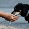 Canicule : le Sud-Ouest et le Centre-Est en vigilance maximale