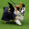 More than 100 teams compete in international Corgi race