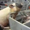 Pig farm operations suspended over abuse claims