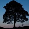 'Huggable' piece of Sycamore Gap tree to go on permanent display